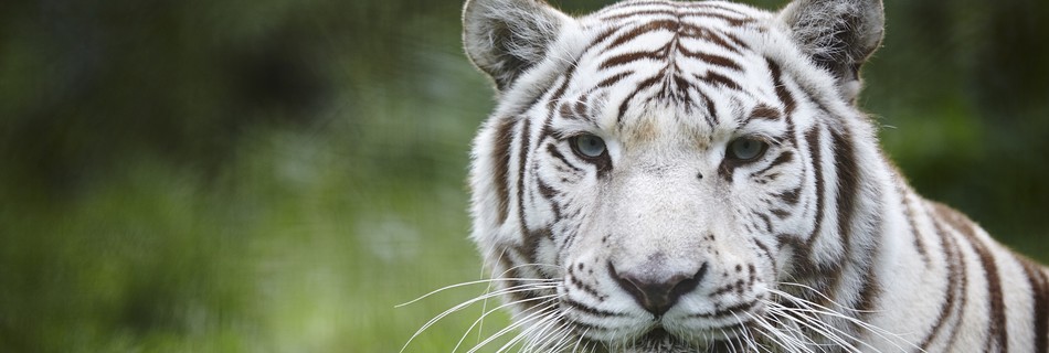 Naturzoo Mervent à 5 mn du gite de la Gravée en Vendée