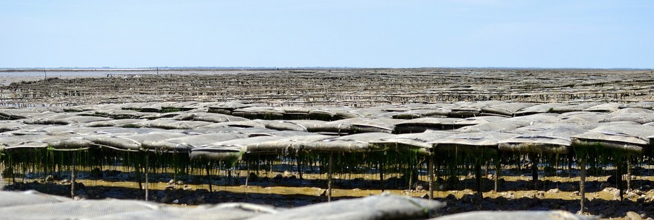 Parcs à huitres en Vendée et Charente Maritime 