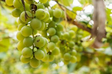 Gite Vendée, gite de la Gravée,vendanges vendée