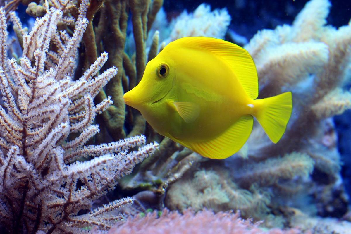 visite de l'aquarium de la Rochelle