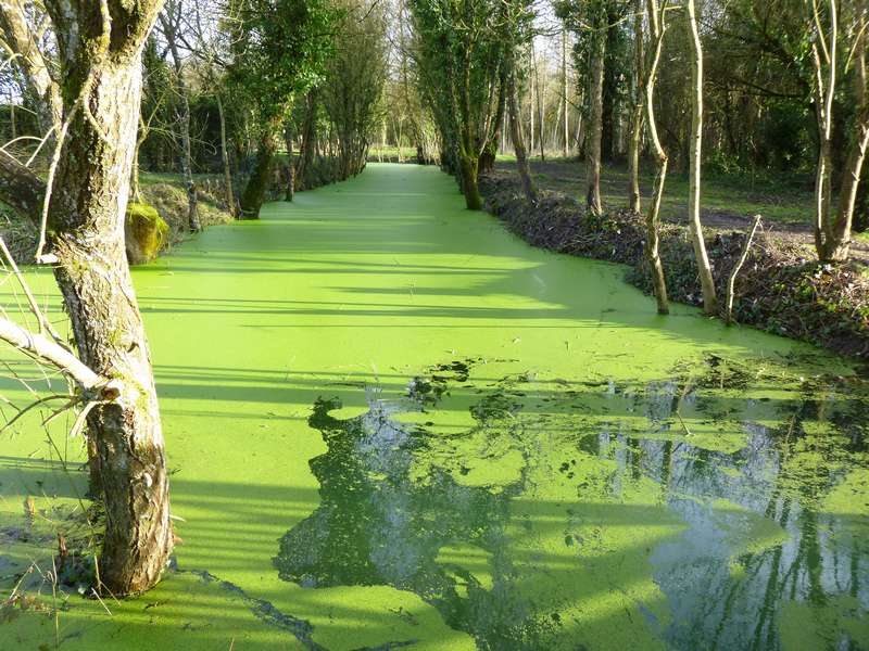 balade en barque dans le marais poitevin