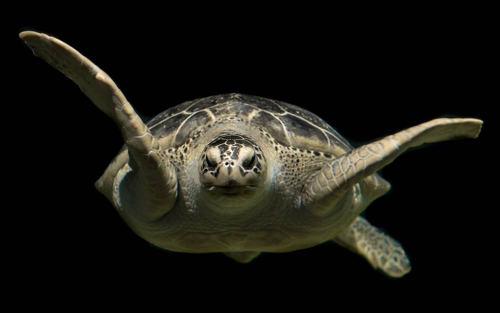 visite de l'aquarium de la Rochelle