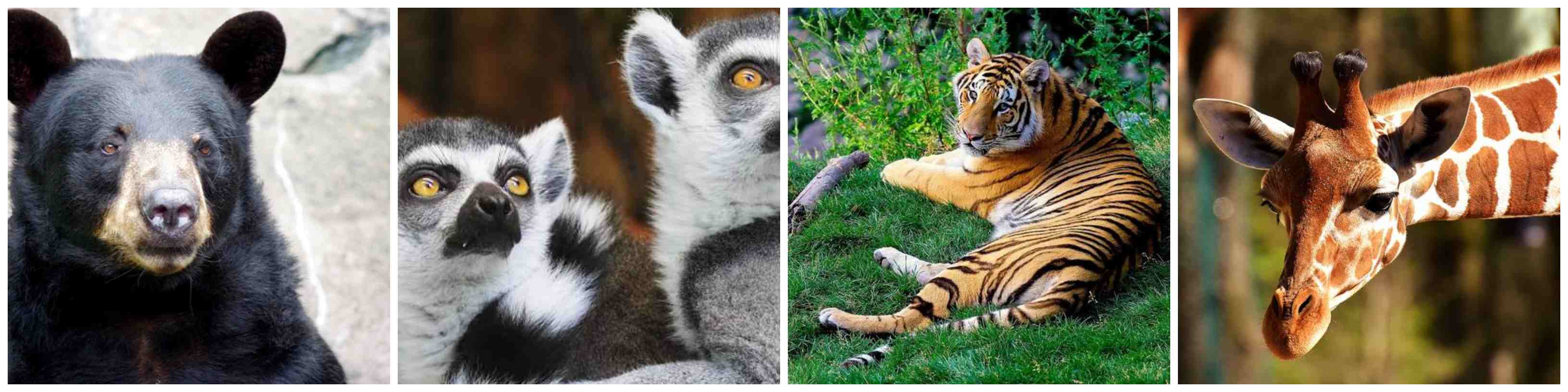 Activité zoo pour des vacances en famille en sud Vendée