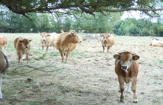 vacha maraichine, une race du Marais Poitevin