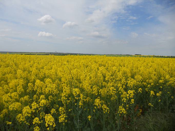 Plaine de Vendée