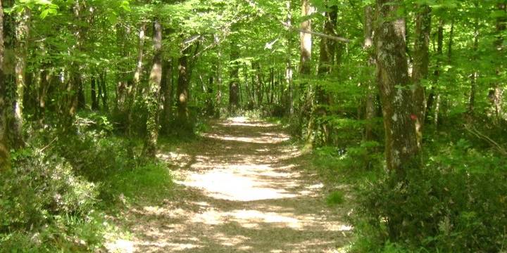 La forêt de Mervent en sud Vendée, balade à l'ombre des arbres pour un été chaud en Vendée