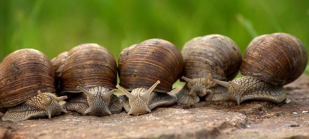 Les escargots aiment la pluie