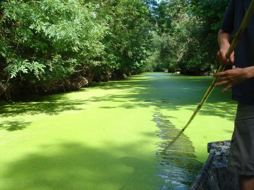 Vaécances en Vendée, la Venise Verte ou Marais Poitevin