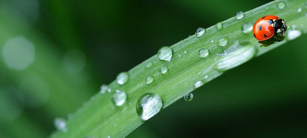 La pluie nécessaire à la vie