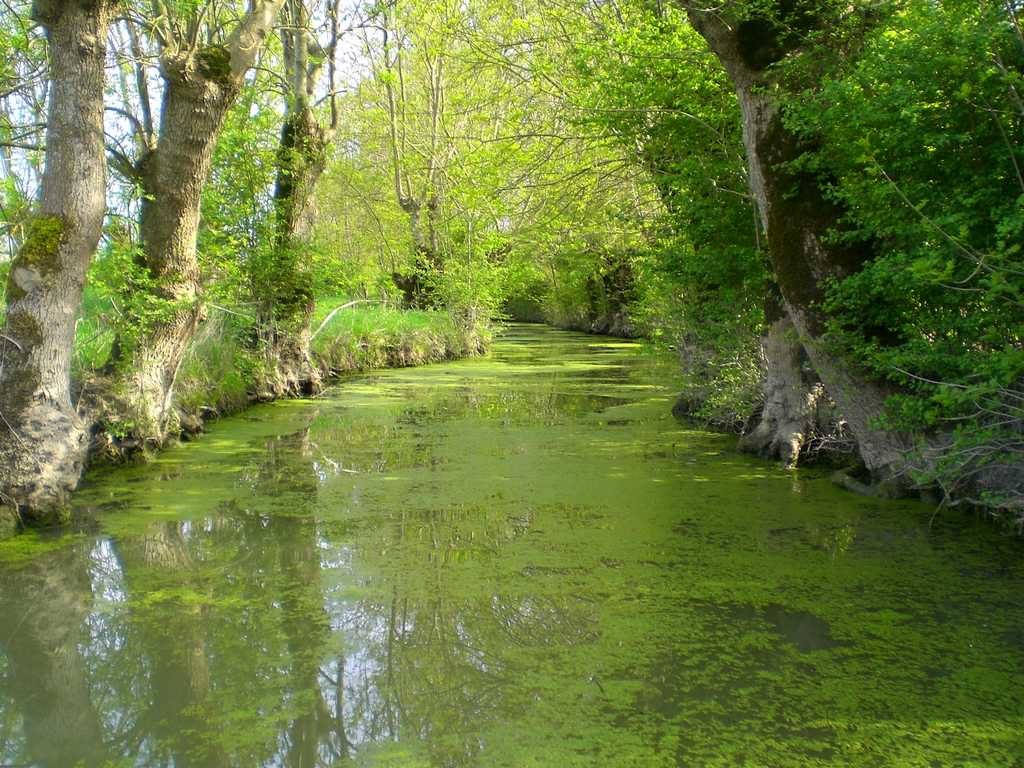 Vacances en Vendée, le Marais Poitevin