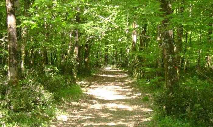 vacances en Vendée : forêt de Mervent