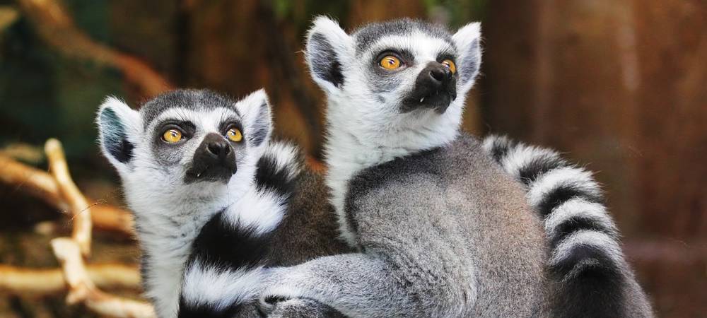 Vacances en Vendée : sortie au zoo