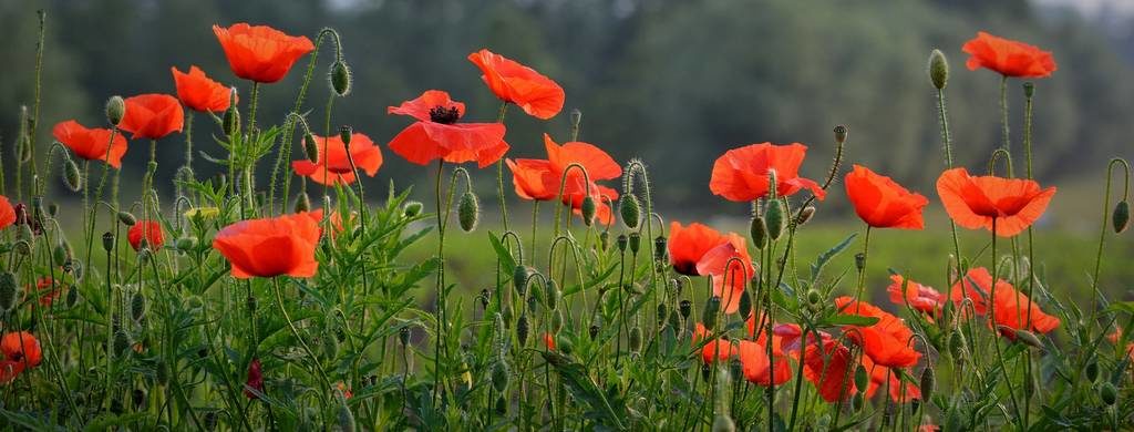 Le coquelicot est l'emblème souvenir des morts de la 1ère guerre mondiale