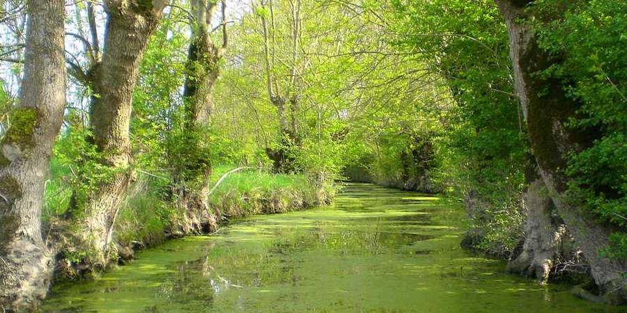La Venise Verte caractéristique du Marais Poitevin, un des deux marais de Vendée