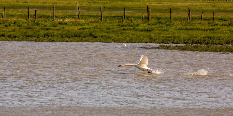 Les marais de Vendée, lieu de passage pour les oiseaux migrateurs