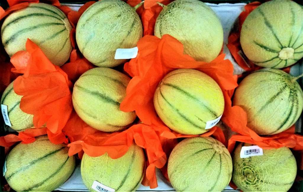 Eté chaud au gite de la Gravée : mangez des melons de Vendée pour vous désaltérer
