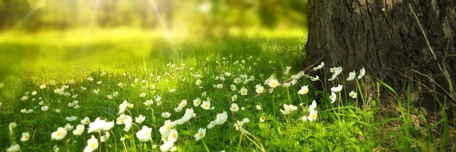 Passez des vacances proches de la nature au gite de la Gravée en Vendée Marais Poitevin