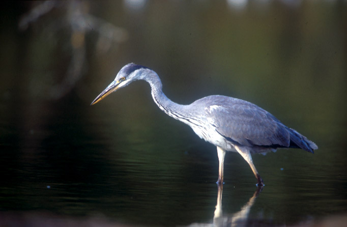 Héron dans le Marais Poitevin