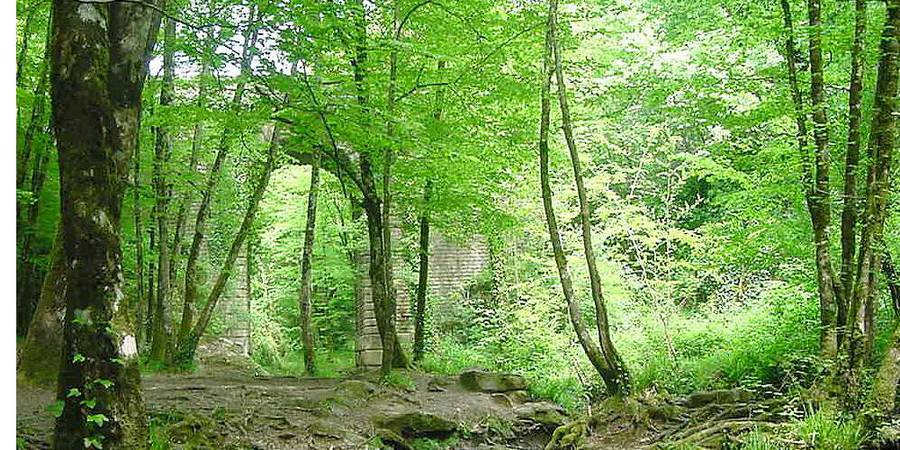 Forêt de Mervent