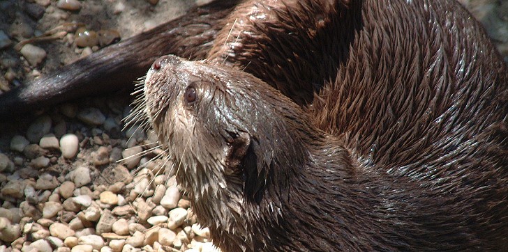 Loutre du Marais Poitevin