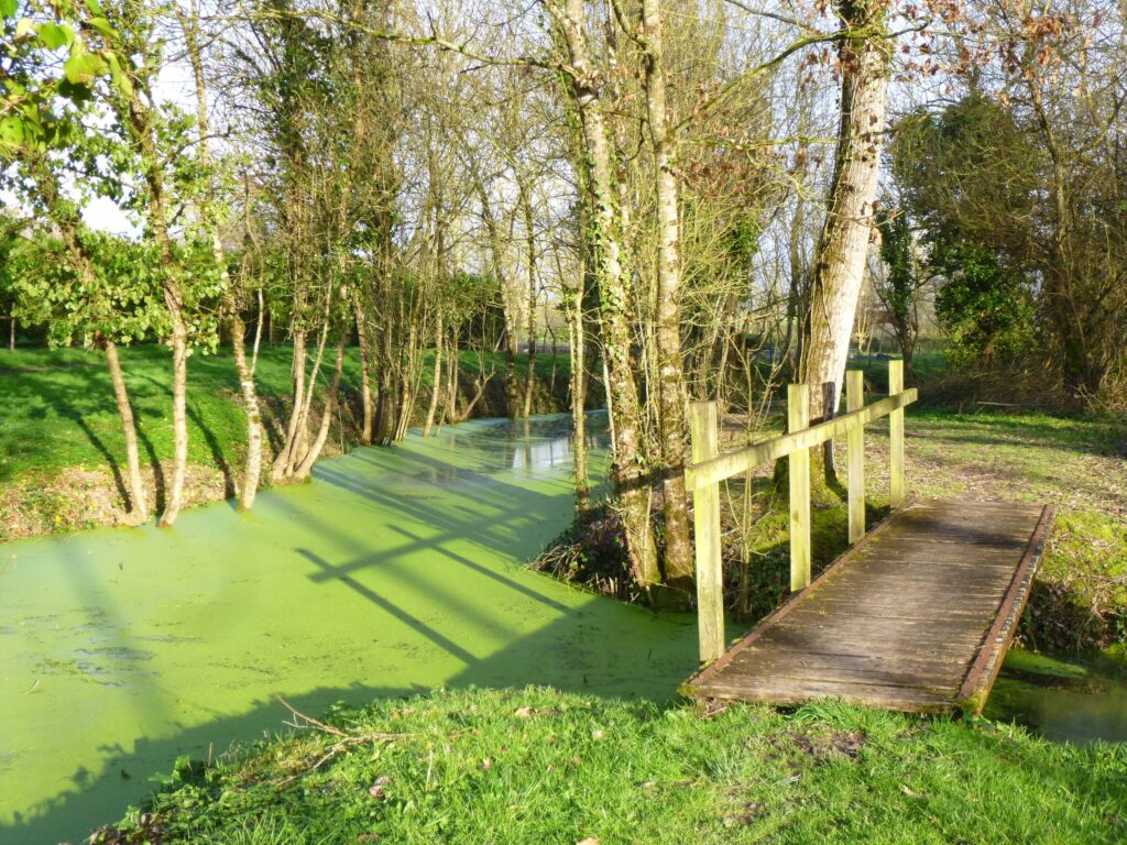 Chemin de randonnées dans le Marais Poitevin