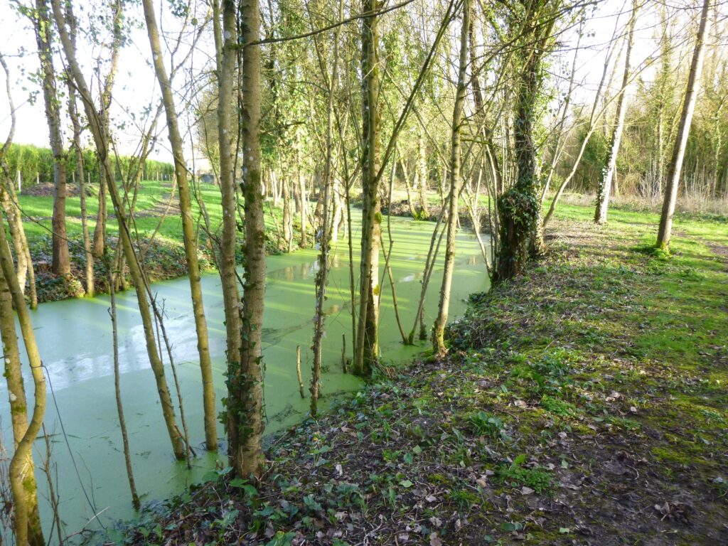 Chemin de halage dans le marais poitevin
