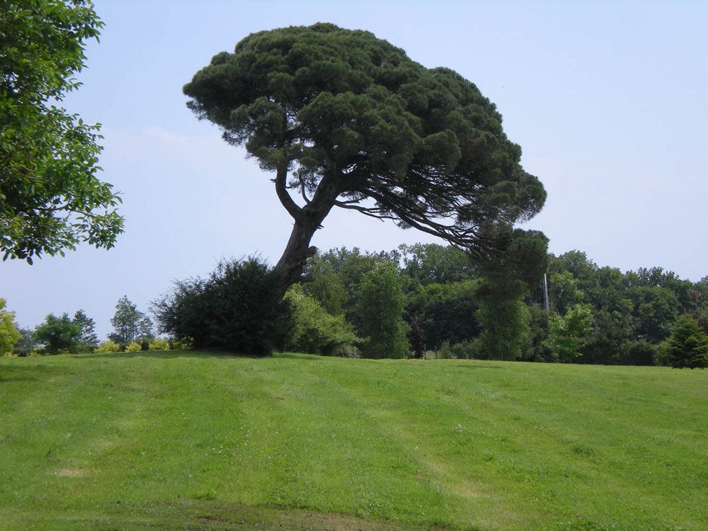 L'arbre aux pendus à Mervent